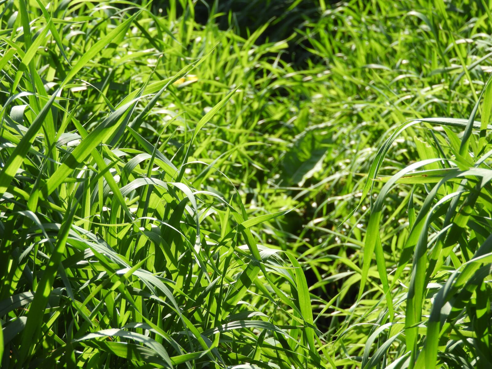 Nikon Coolpix B700 sample photo. Big grass, grass, plant photography