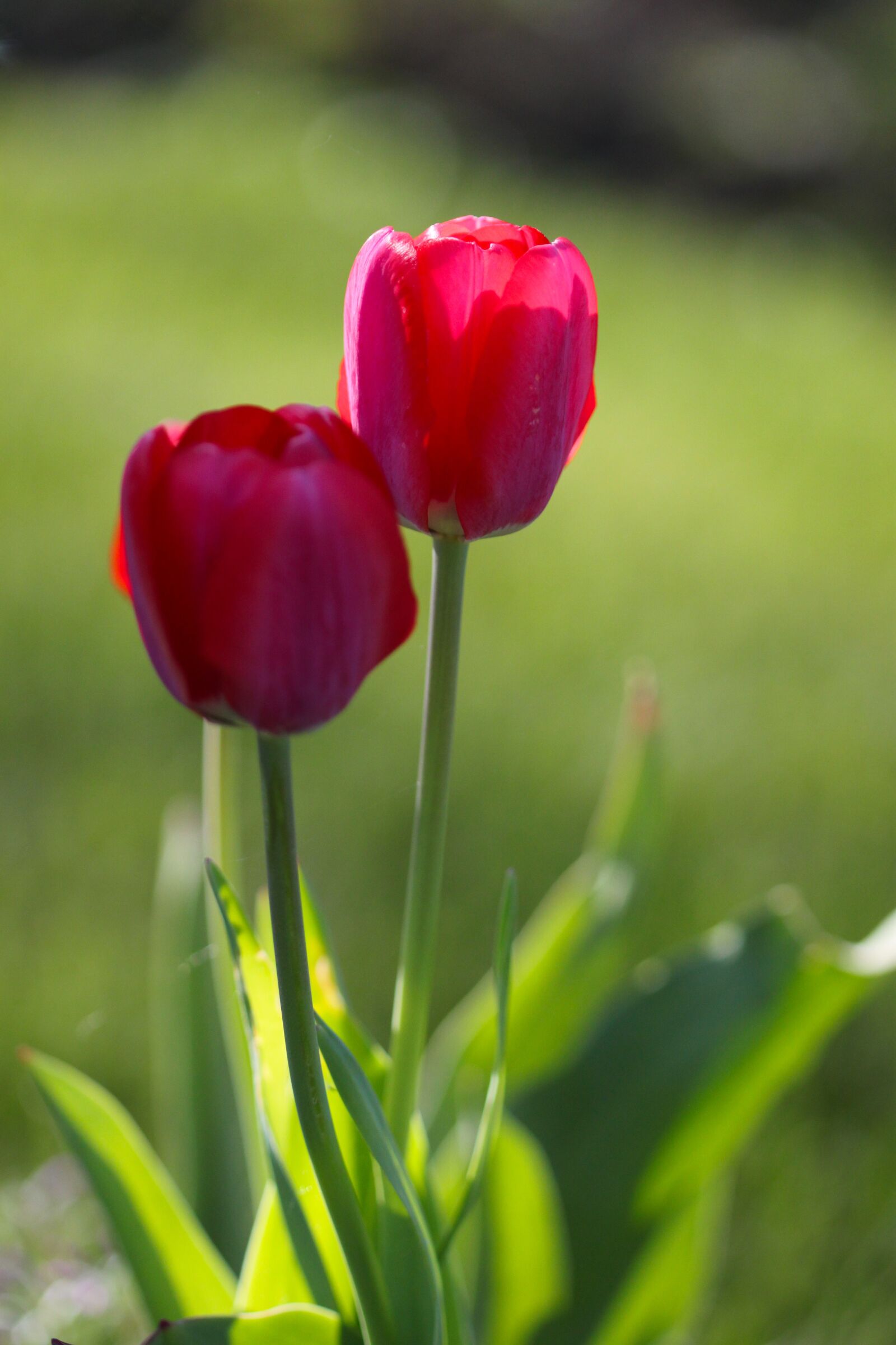 Canon EOS 500D (EOS Rebel T1i / EOS Kiss X3) sample photo. Tulips, spring, flowers photography