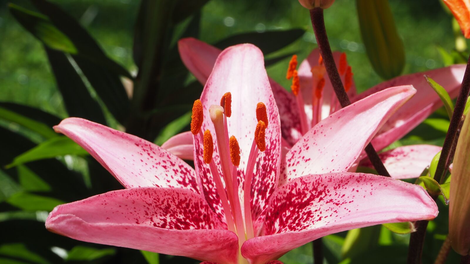 Olympus OM-D E-M10 II sample photo. Tiger lily, pink, tiger photography