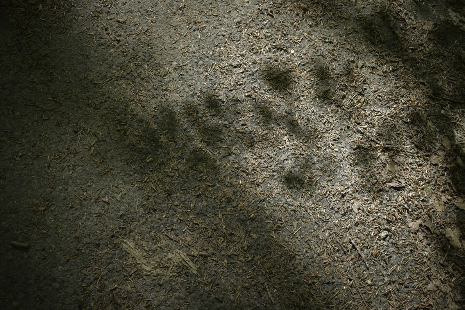 Nikon D3400 sample photo. Pattern, seeds, nature photography