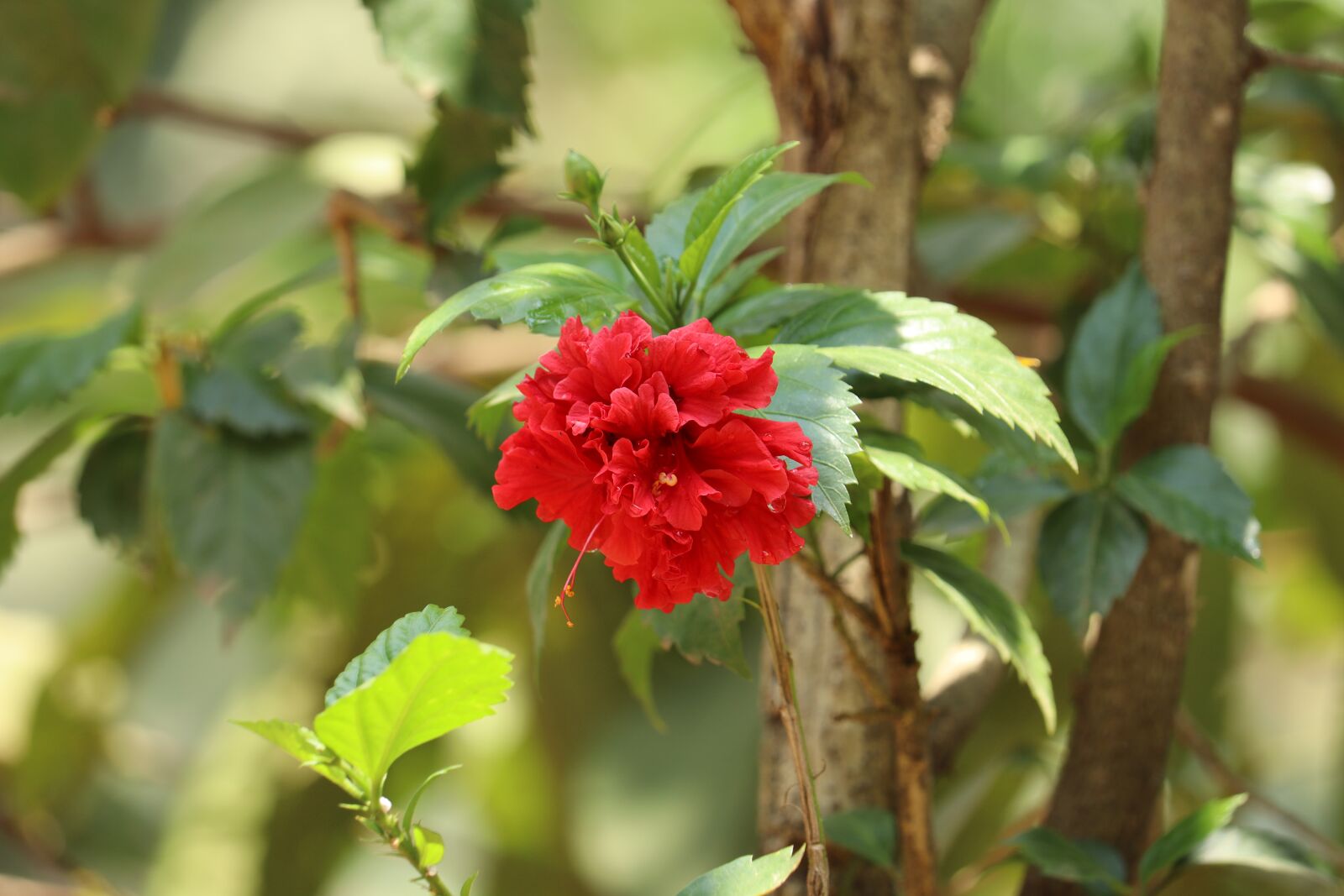 Canon EOS 250D (EOS Rebel SL3 / EOS Kiss X10 / EOS 200D II) sample photo. Flower, nature, kerala photography