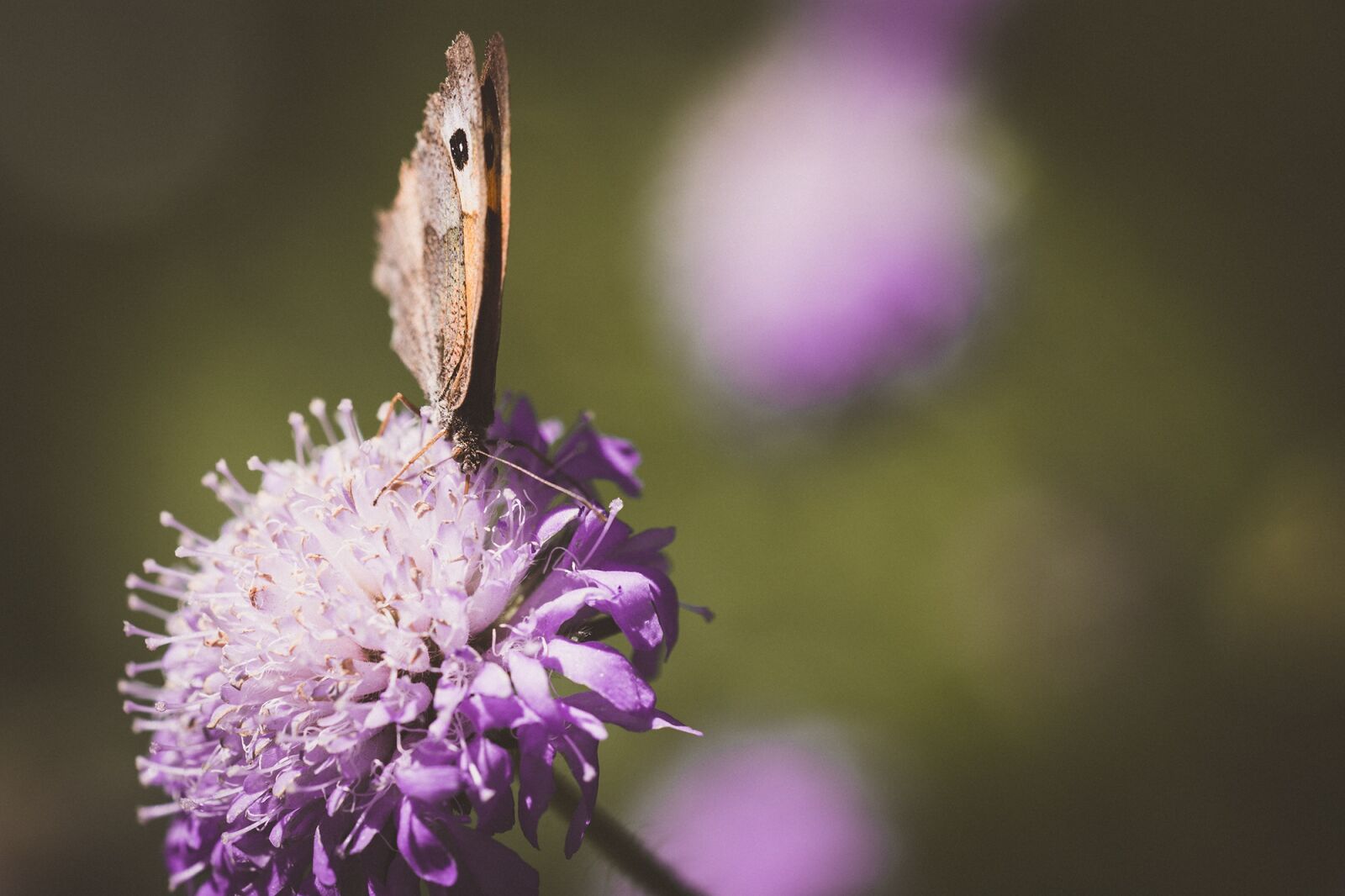 Nikon D7100 sample photo. Butterfly, flower, blossom photography