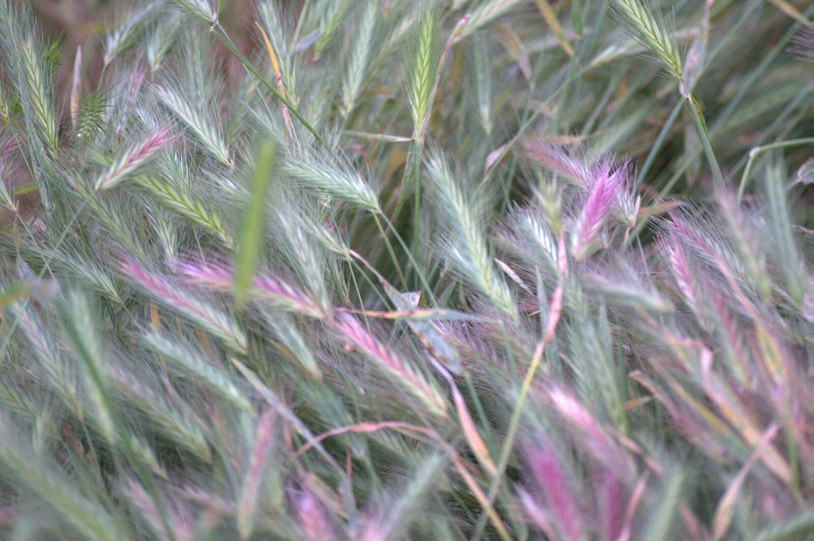Sony SLT-A58 sample photo. Vegetation, texture, summer photography