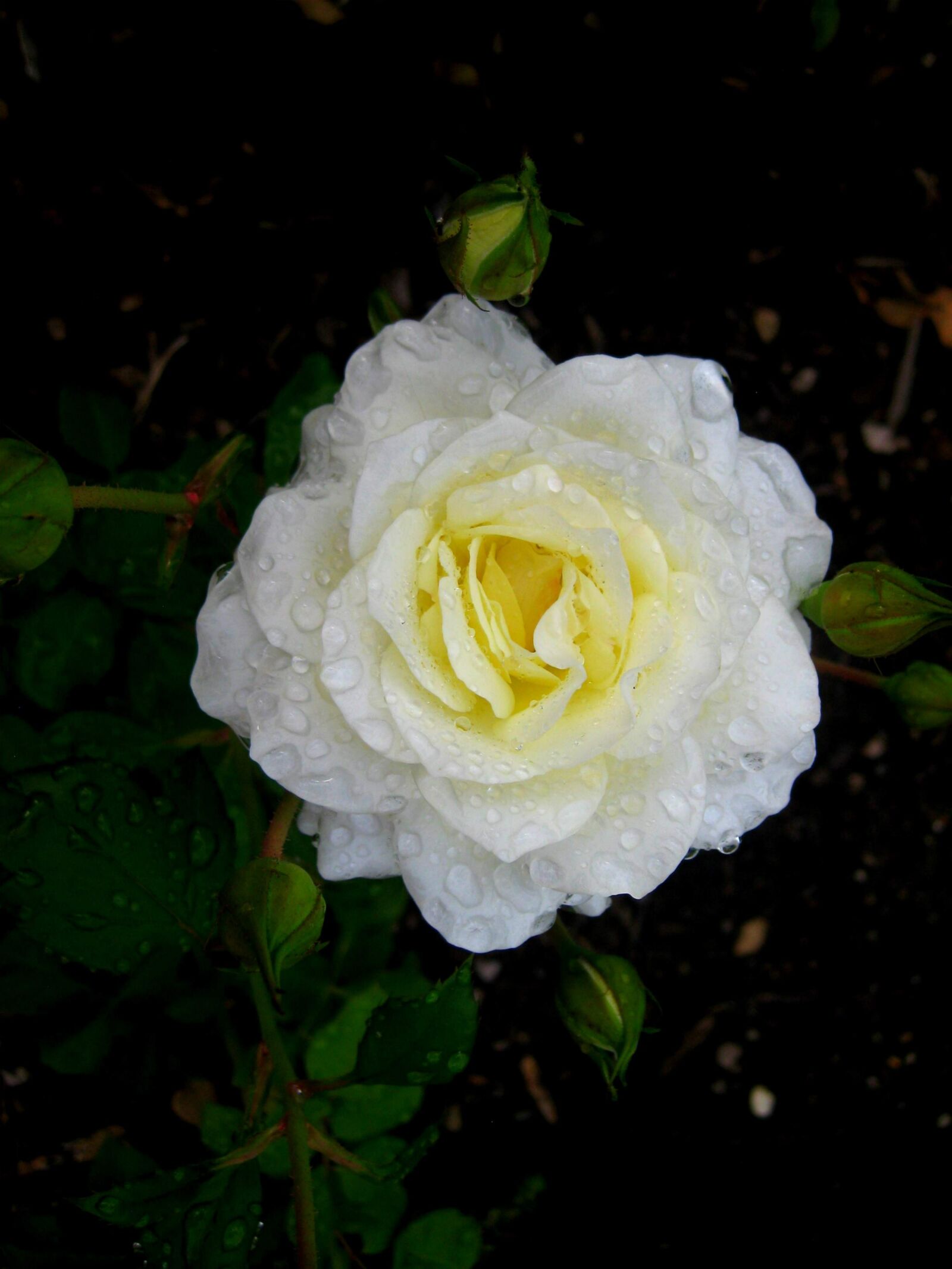 Canon PowerShot SD1100 IS (Digital IXUS 80 IS / IXY Digital 20 IS) sample photo. Rose, white rose, white photography