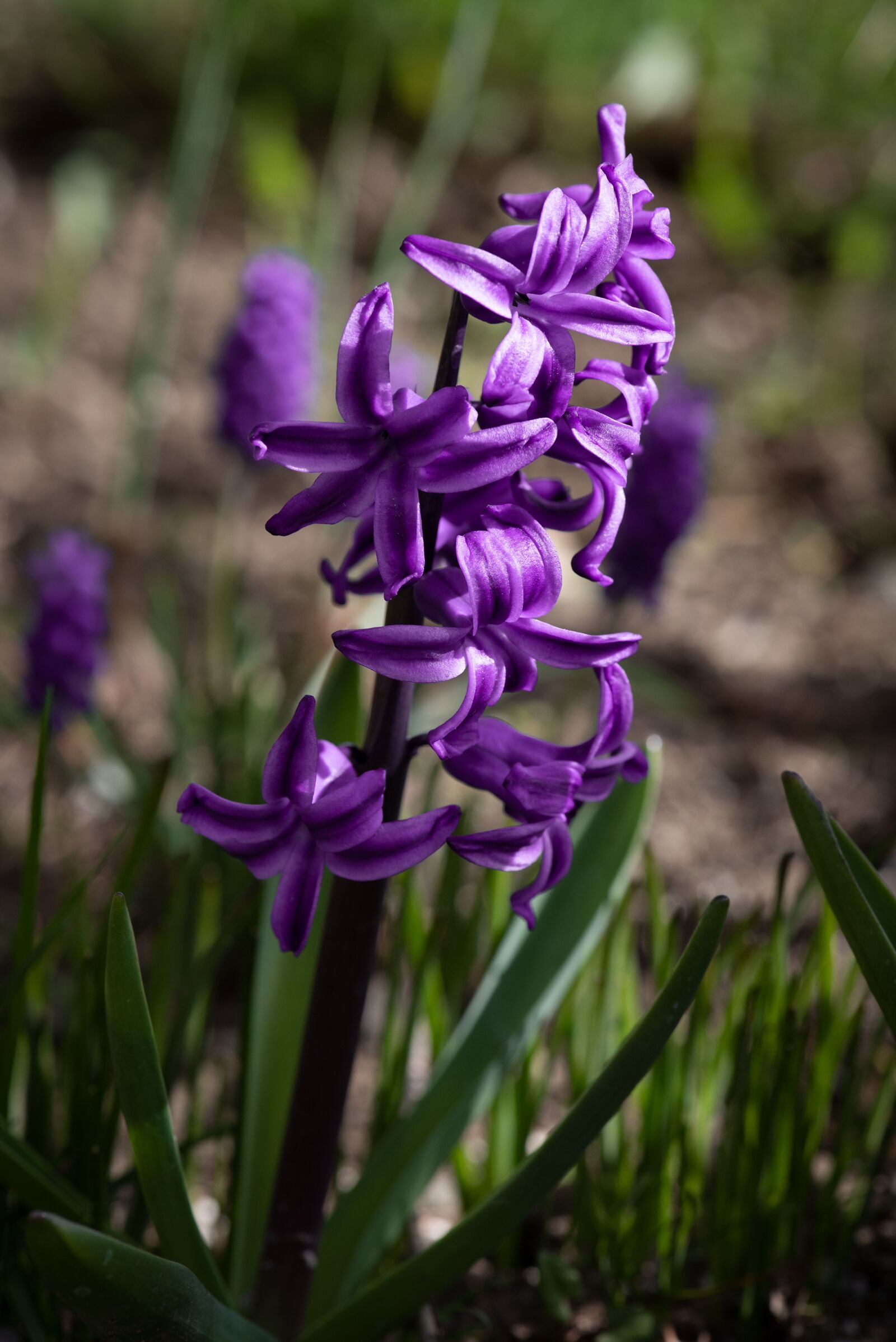 Nikon D750 sample photo. Hyacinth, purple, violet photography