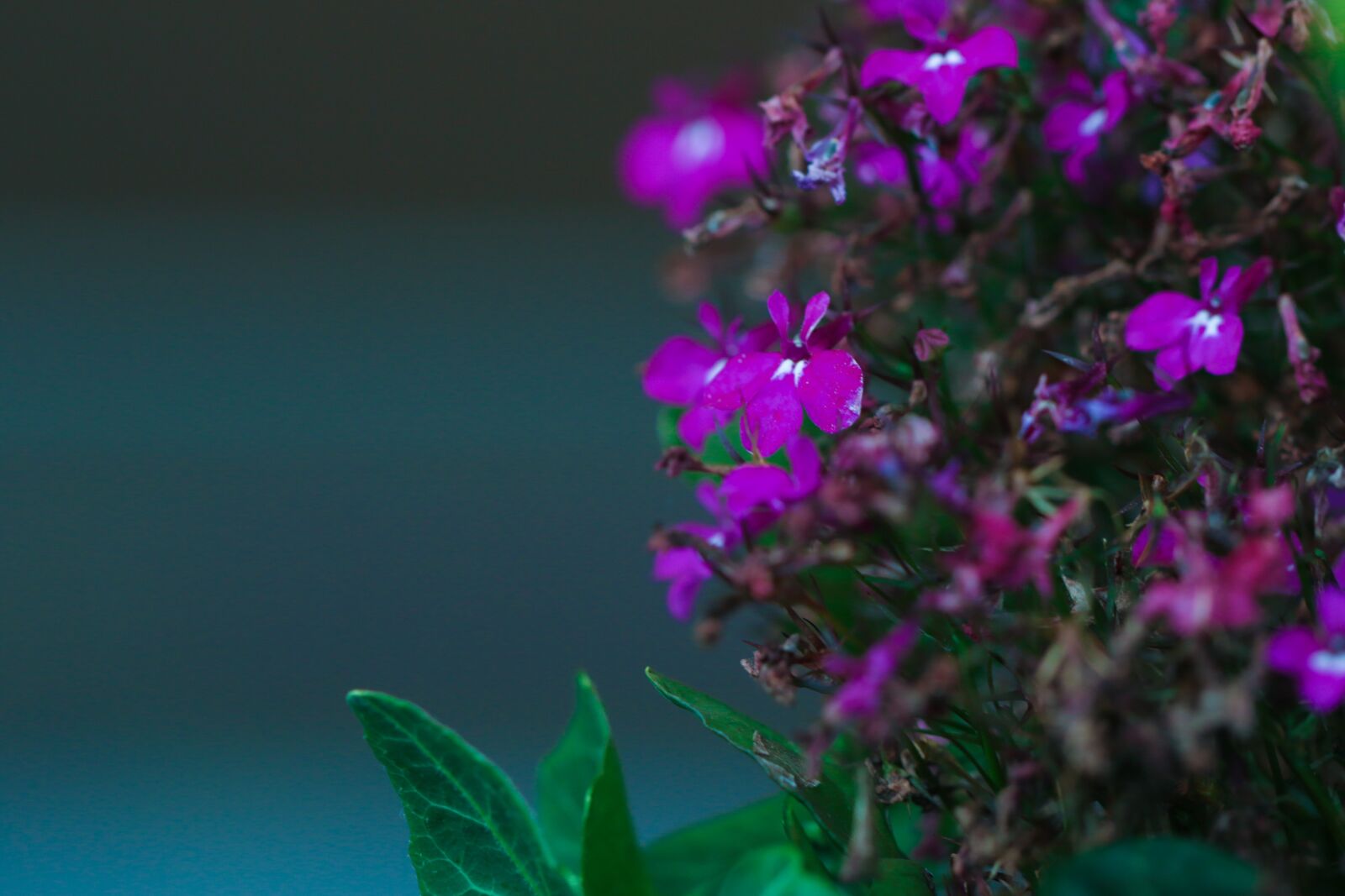 Canon EOS 7D Mark II sample photo. Flower, garden flower, purple photography