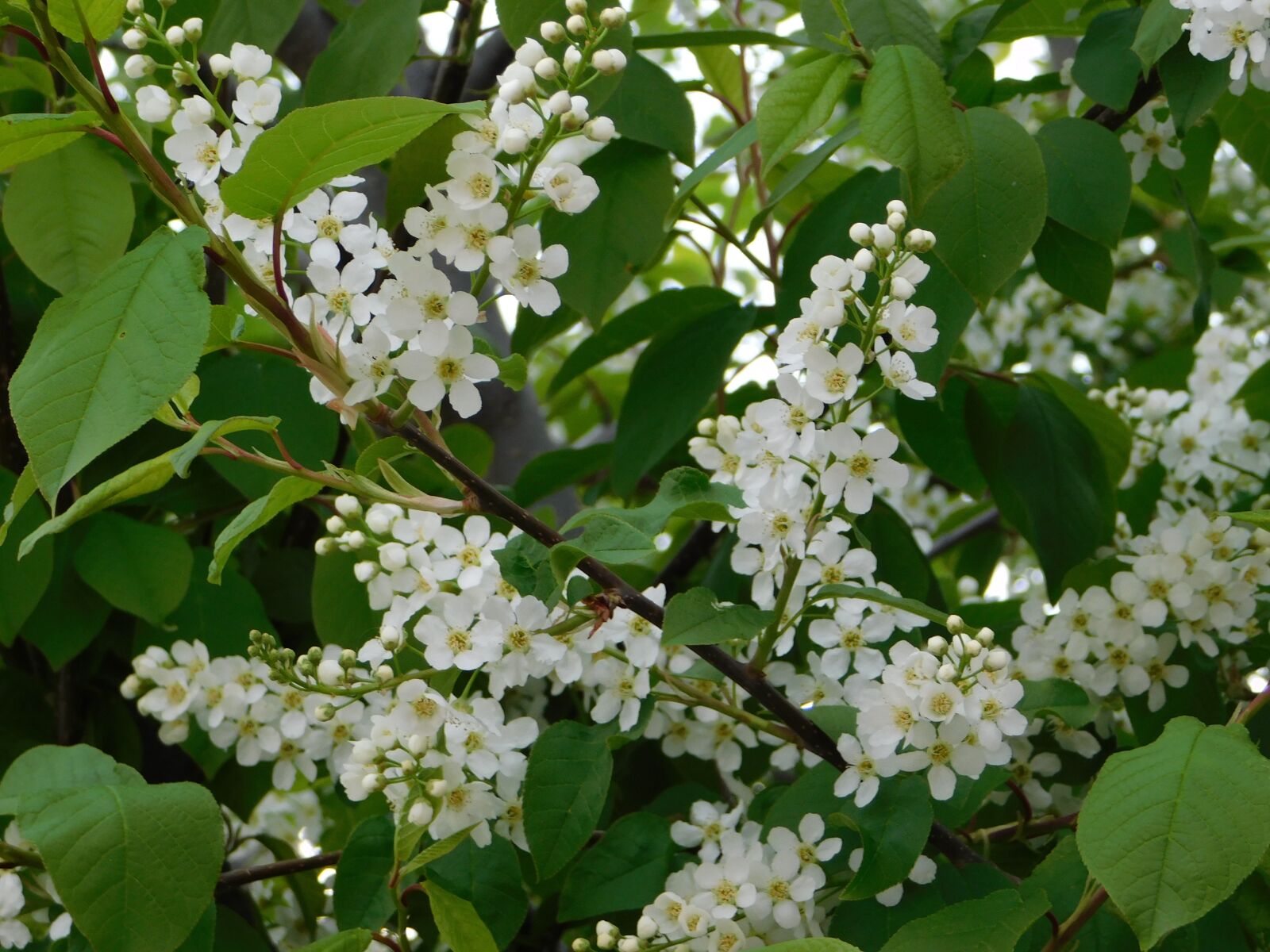 Nikon Coolpix B500 sample photo. Spring, white, flowers photography