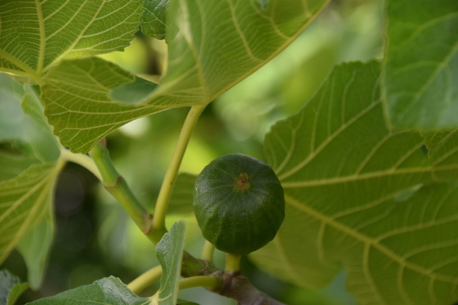 Nikon D5600 sample photo. Fig, fruit, the leaves photography