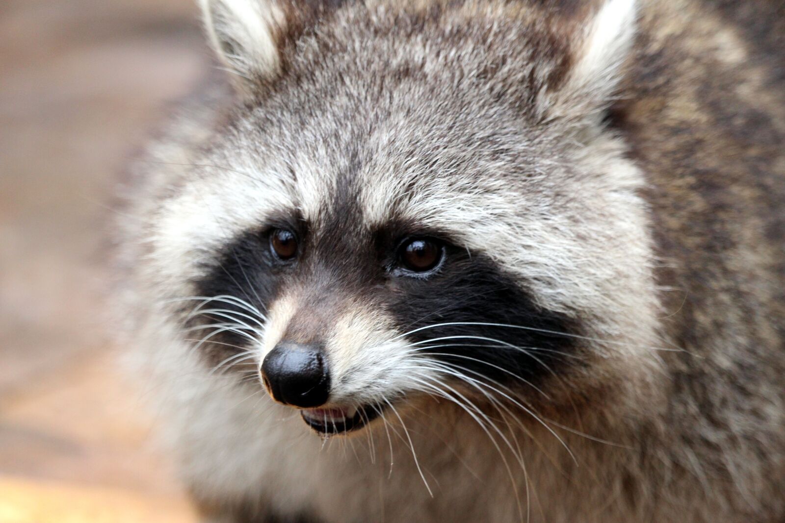 Canon EF-S 55-250mm F4-5.6 IS STM sample photo. Raccoon, bear, nature photography