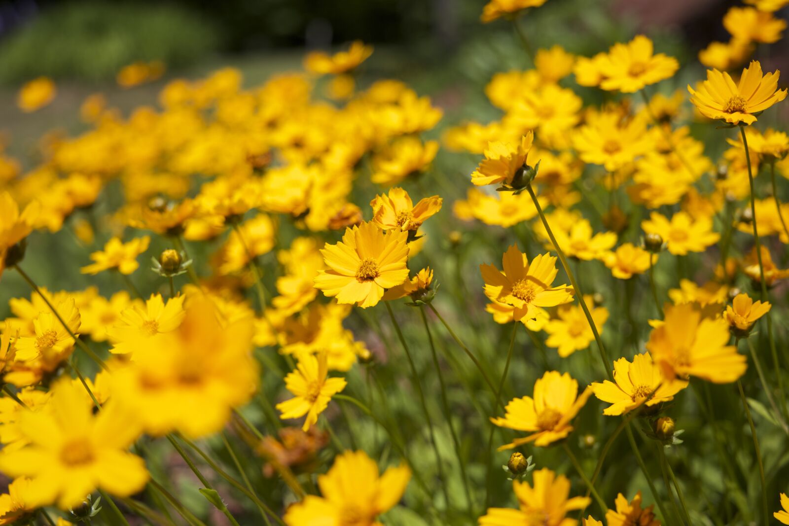Canon EOS 6D sample photo. Flowers, summer, nature, meadow photography