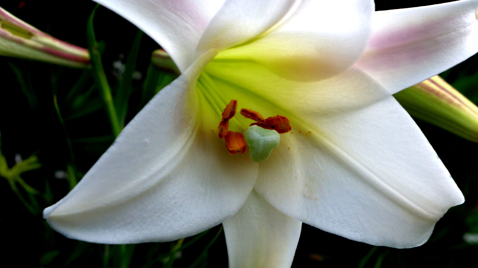 Pentax Q10 sample photo. Flower photography