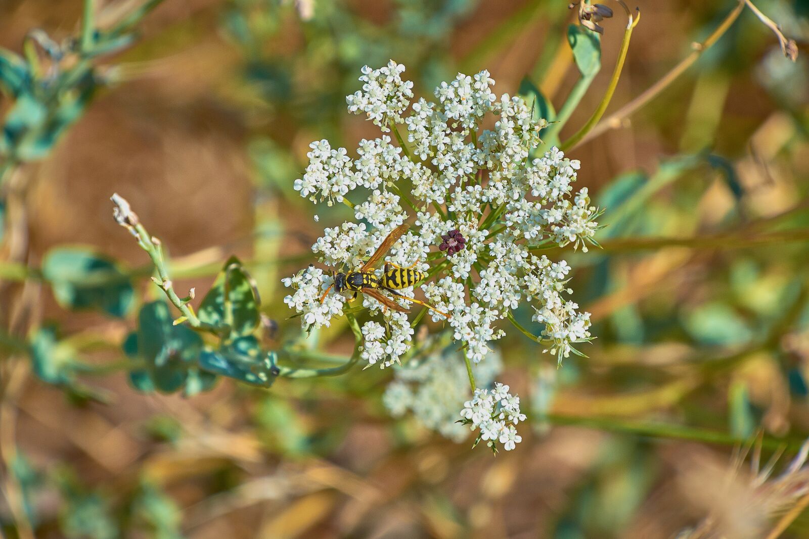 Nikon D7200 sample photo. Flower, wasp, insects photography