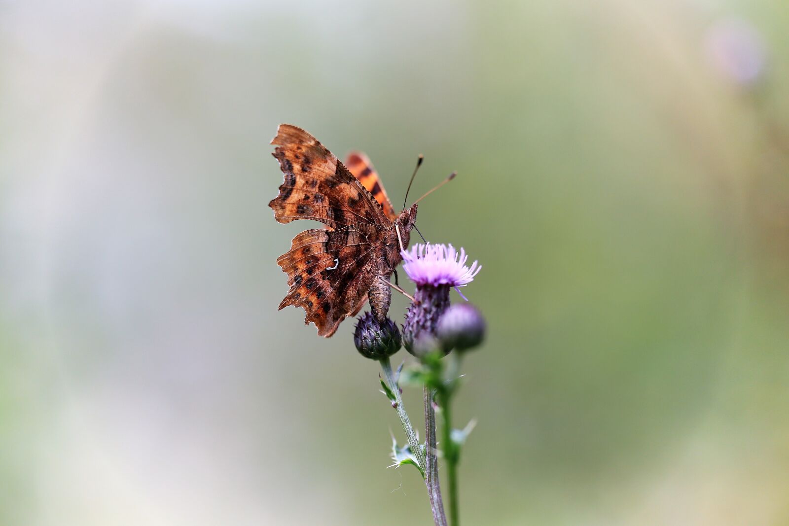 Canon EOS 6D sample photo. Butterfly, flower, summer photography