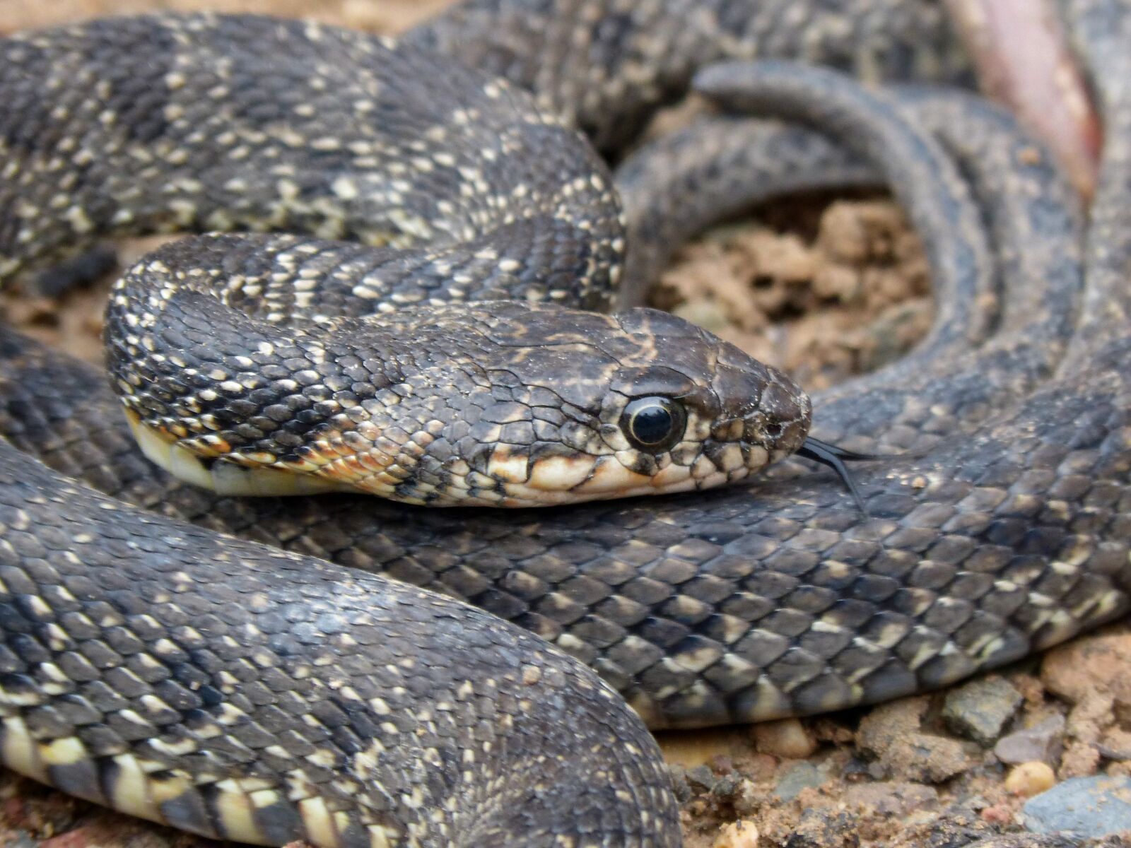 Panasonic DMC-FZ62 sample photo. Snake, threat, legua bifida photography