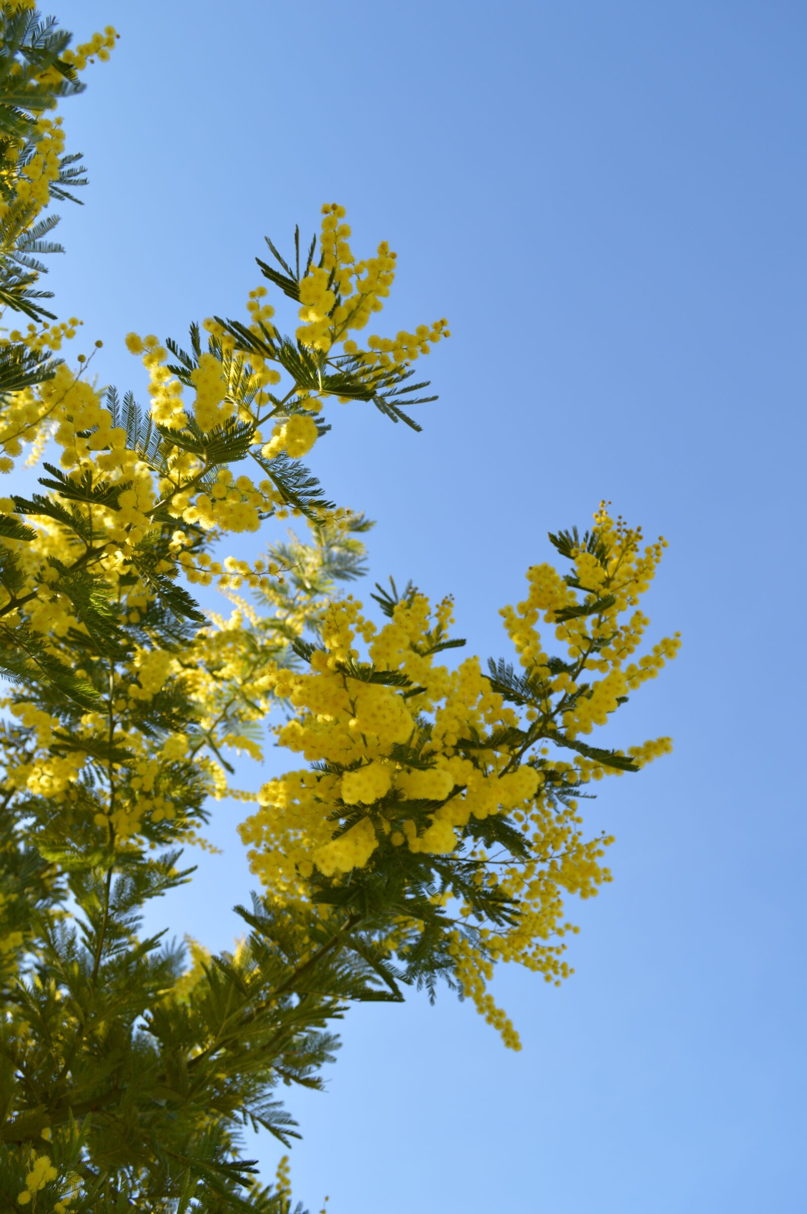 Nikon D3200 sample photo. Mimosa, flower, yellow photography