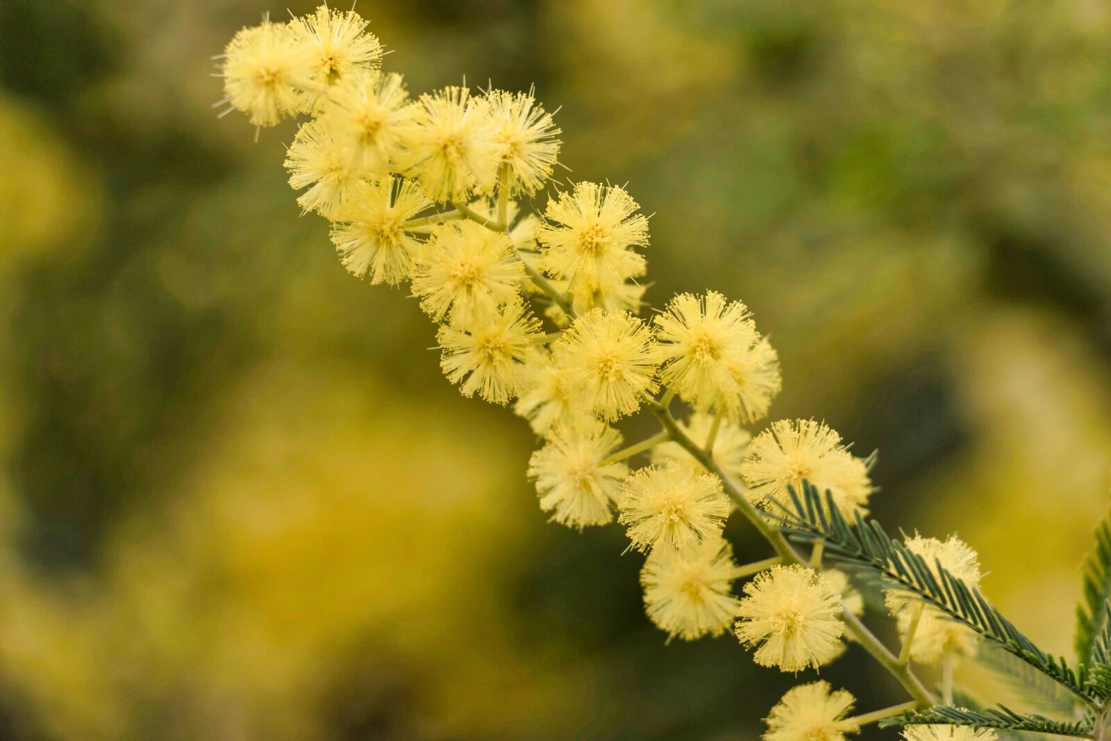 Canon EOS 7D Mark II sample photo. Mimosa, flower, yellow photography