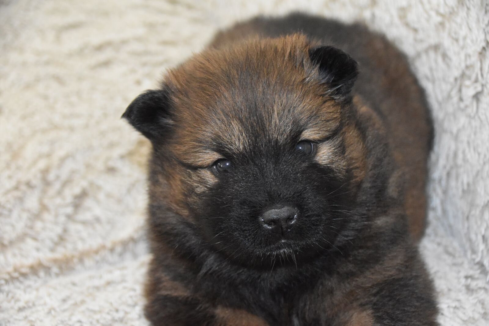 Nikon D5600 sample photo. Dog, puppy, eurasier puppy photography