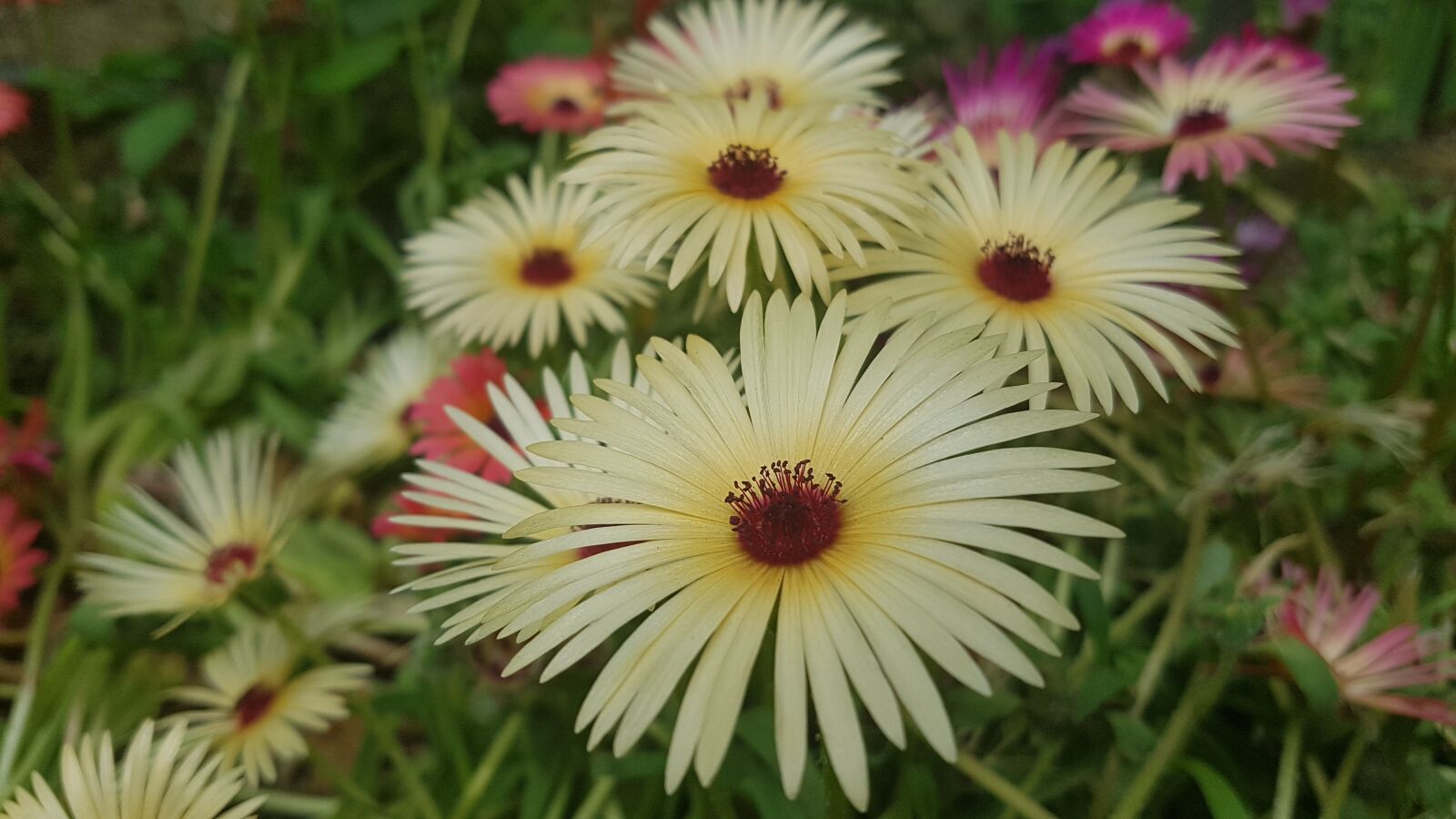 Samsung Galaxy S7 sample photo. White flowers, daisies, flowers photography