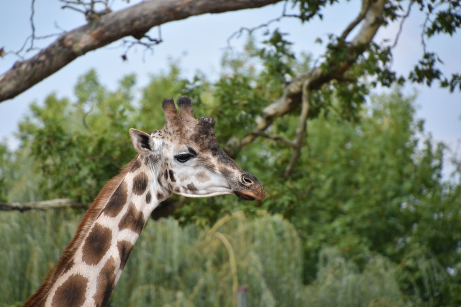 Nikon D5600 sample photo. Giraffe, nature, animal photography