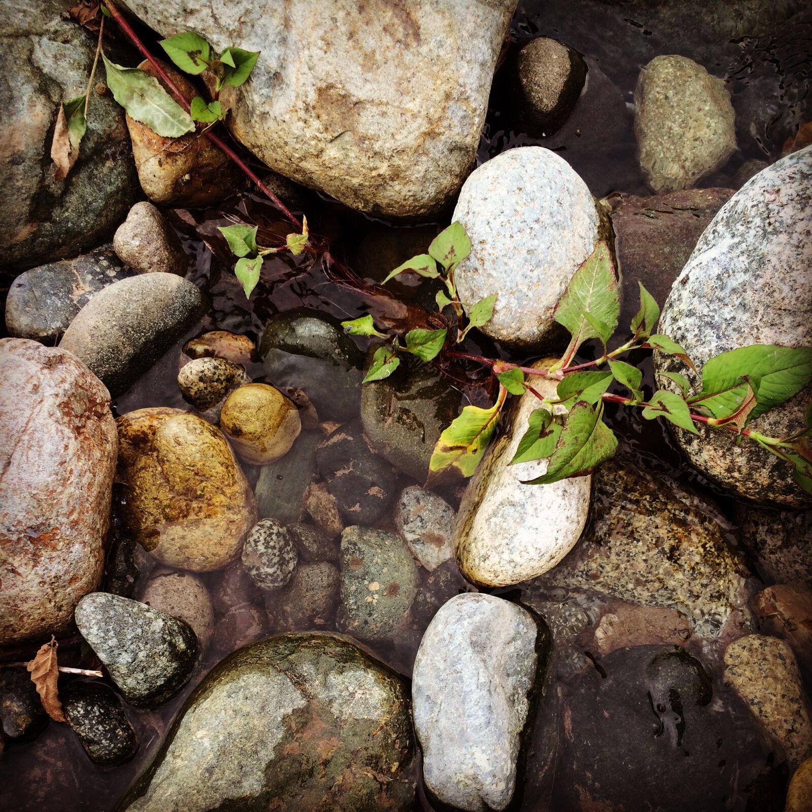 iPhone 5s back camera 4.15mm f/2.2 sample photo. Dd, nature, stone photography