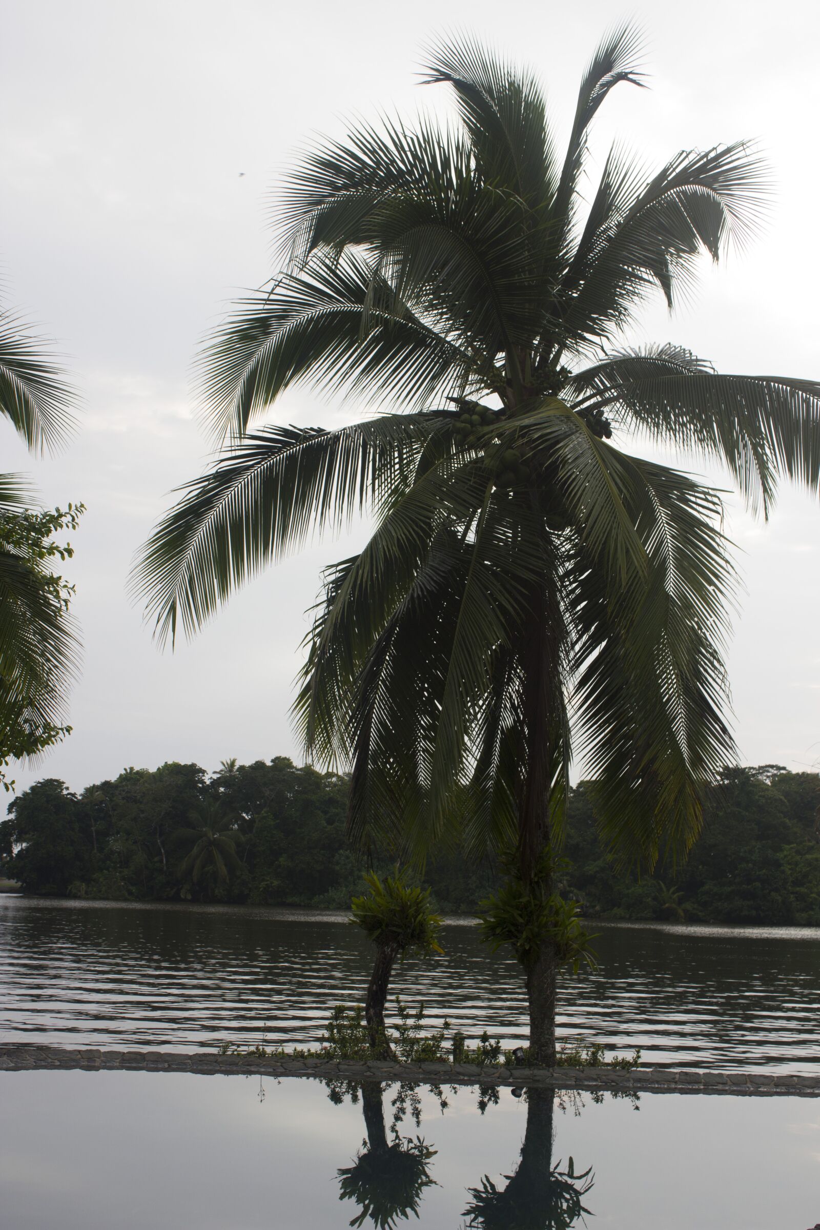 Canon EOS 550D (EOS Rebel T2i / EOS Kiss X4) sample photo. Costa rica, tree, green photography