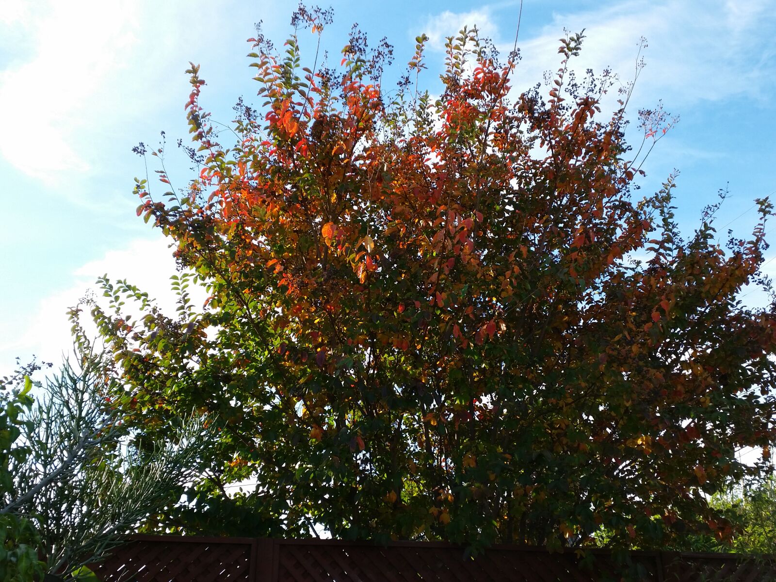 Samsung Galaxy S5 sample photo. Foliage, leaf, color, tree photography