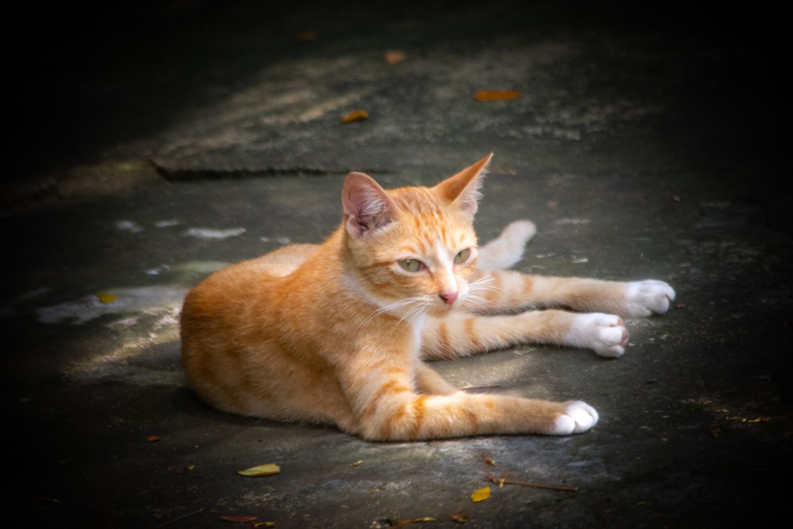 Canon EOS 60D + Canon EF-S 55-250mm F4-5.6 IS sample photo. Cat, animal, kitten photography