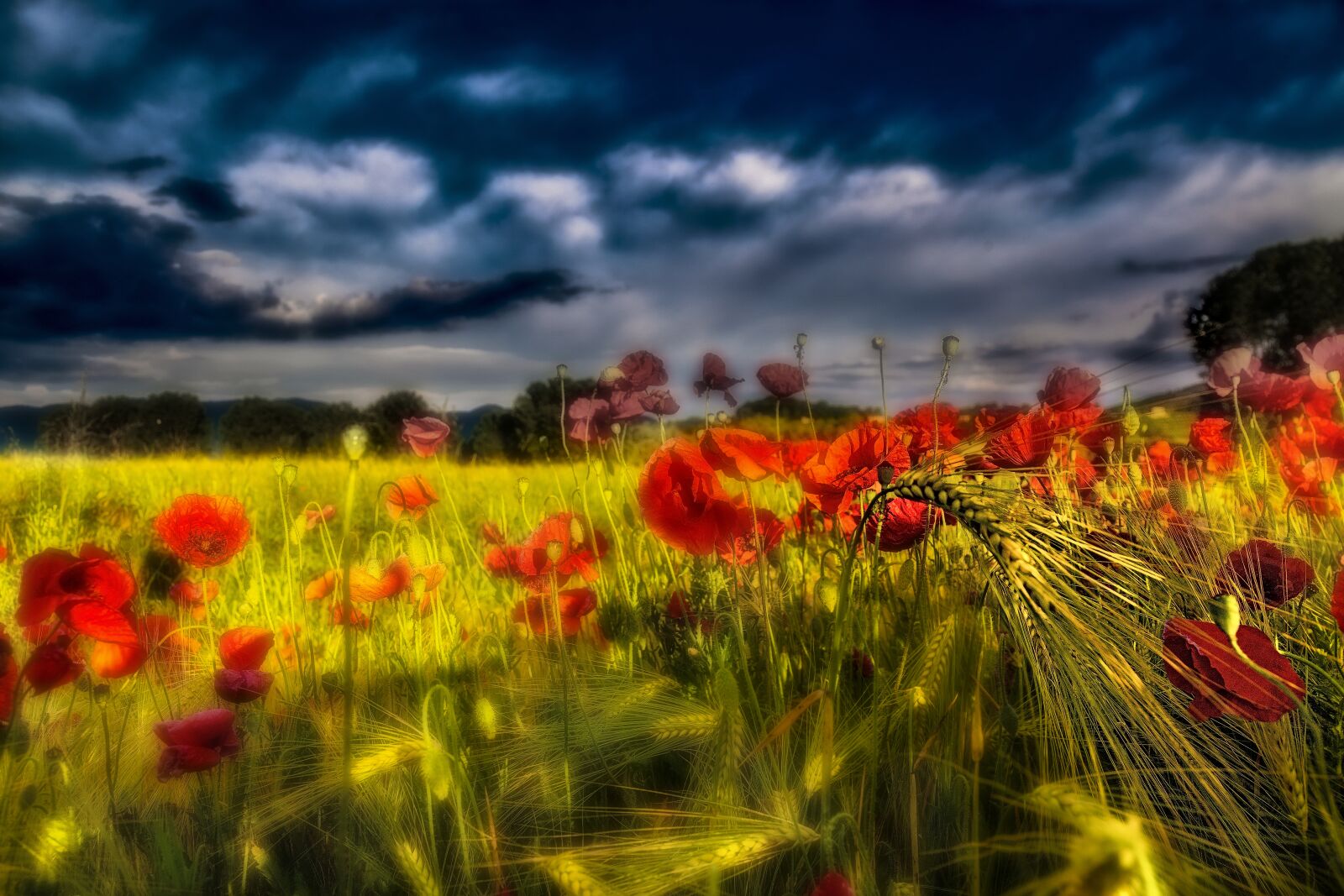 Canon EF 24-105mm F4L IS USM sample photo. Dawn, wheat, poppies photography