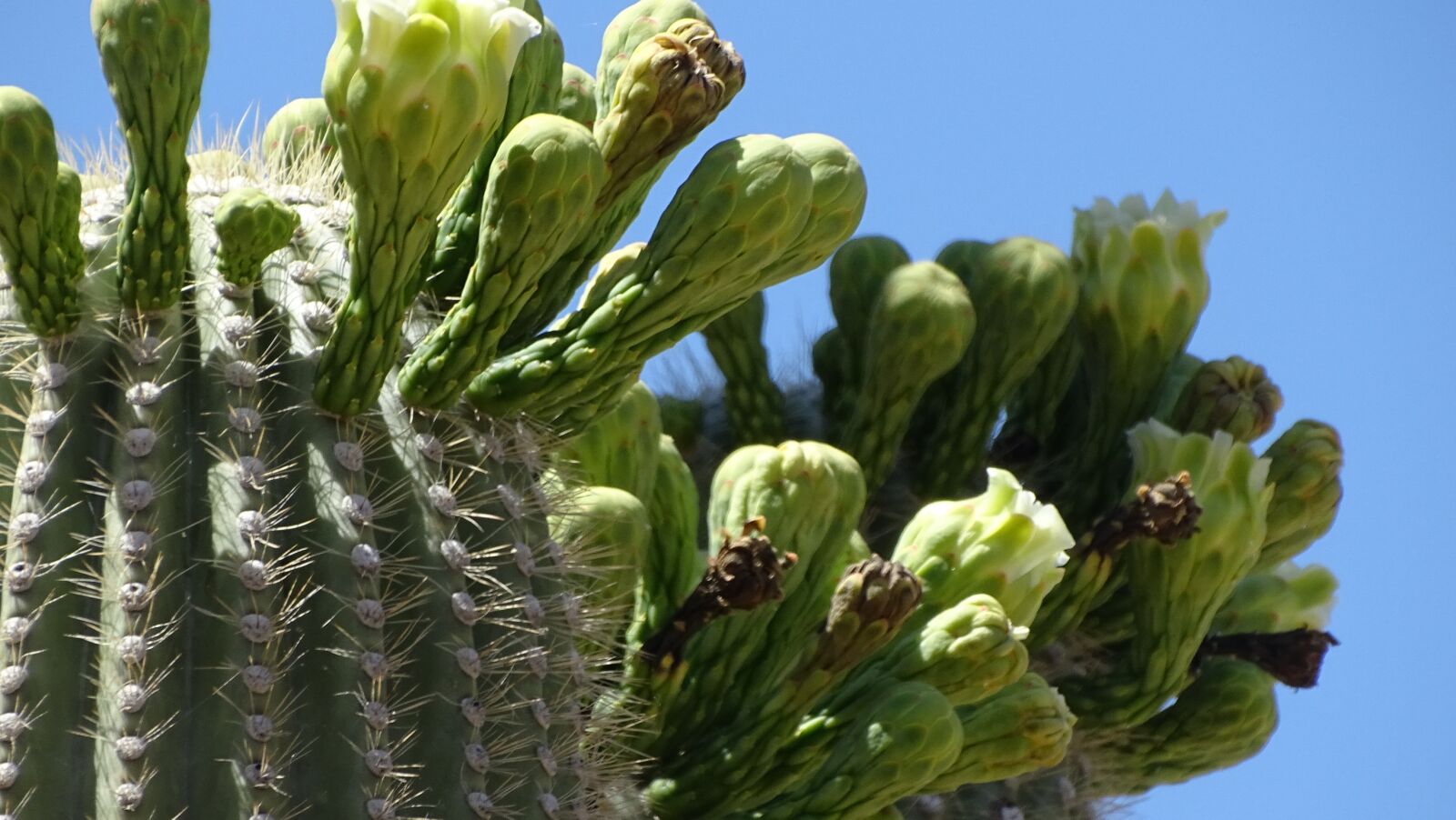 Sony Cyber-shot DSC-HX400V sample photo. Cactus, arizona, nature photography