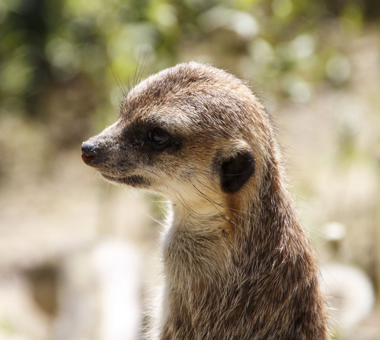 Canon EOS 700D (EOS Rebel T5i / EOS Kiss X7i) sample photo. Animals, meerkat, zoo photography