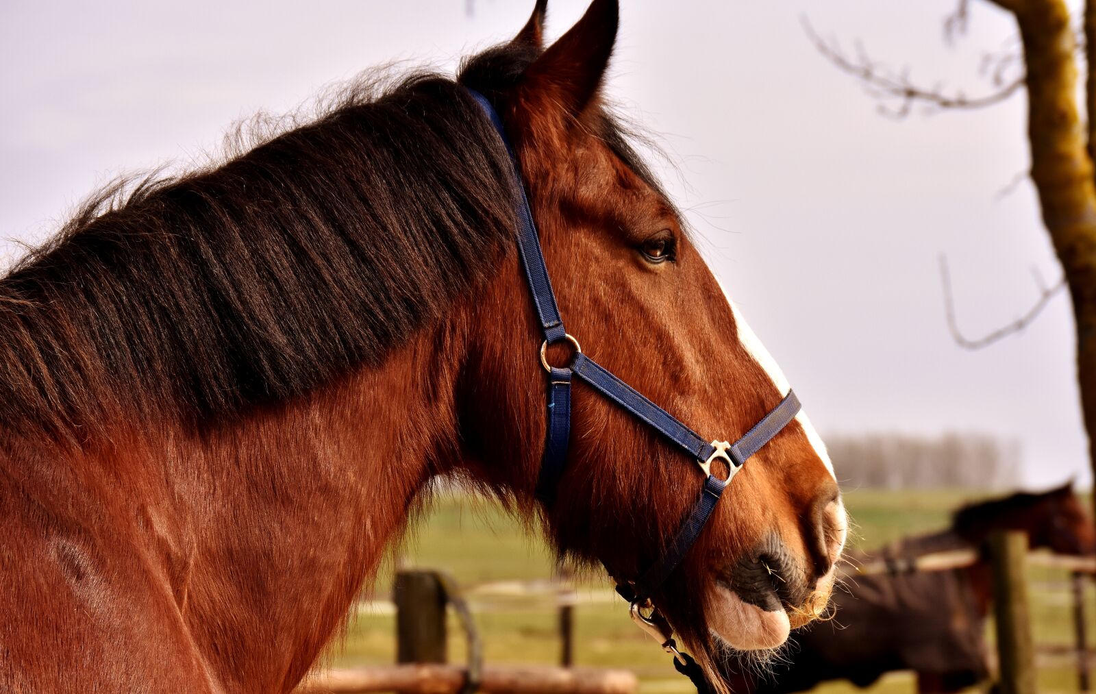 Nikon D7200 sample photo. Shire horse, horse, big photography