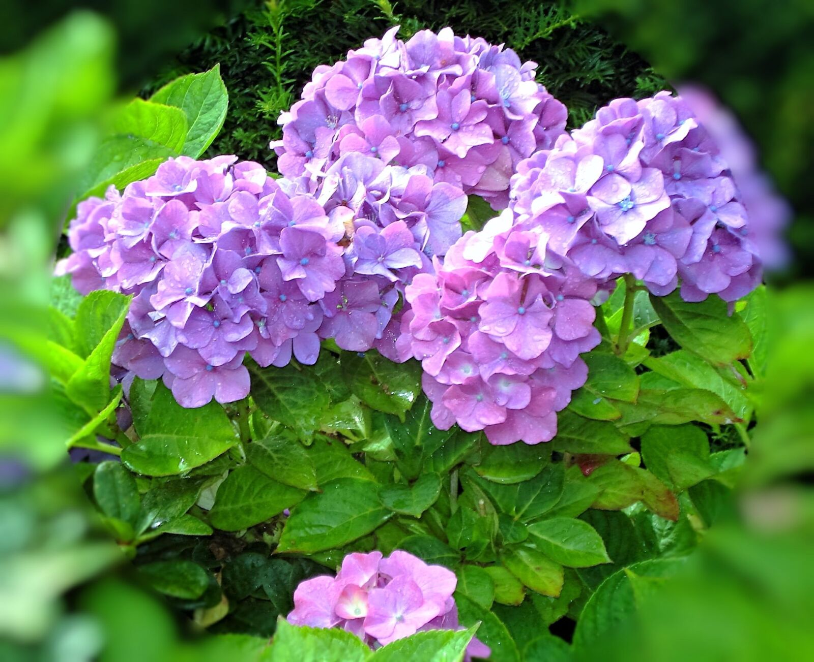 Sony DSC-W55 sample photo. Hydrangea, flowers, plant photography