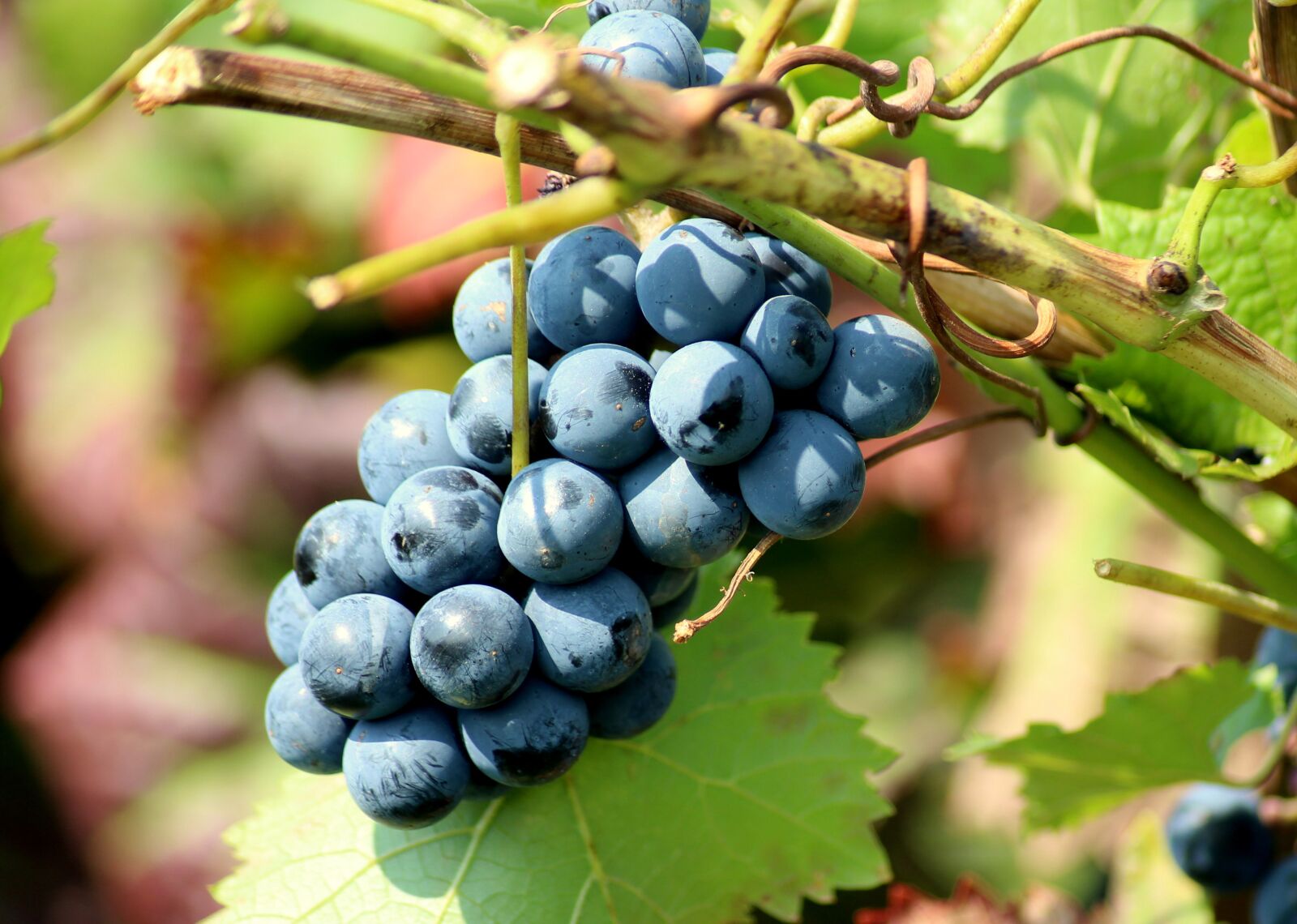 Canon EOS 1200D (EOS Rebel T5 / EOS Kiss X70 / EOS Hi) sample photo. Grapes, fruit, vines photography