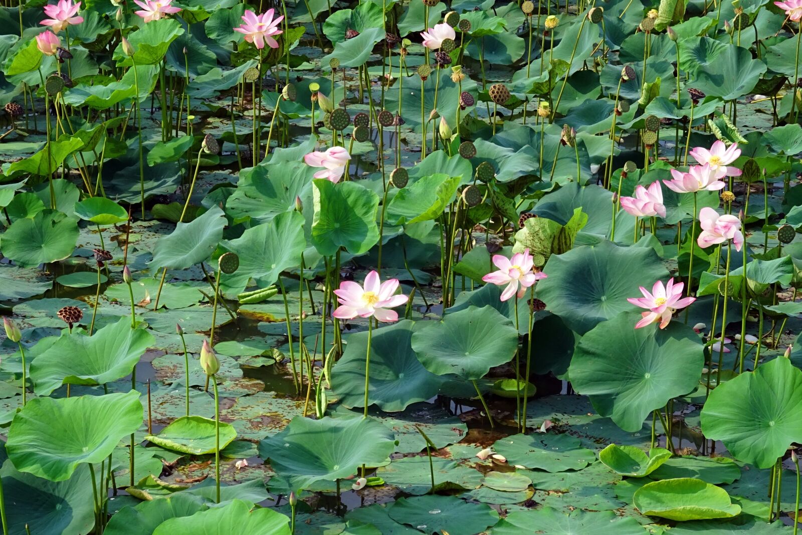 Sony DSC-HX60V sample photo. Lotus, pink, flower photography