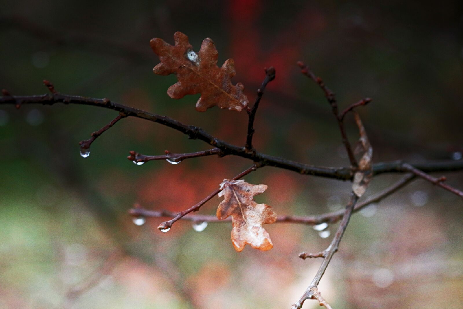 Canon EOS 7D Mark II + Canon EF 135mm F2L USM sample photo. Leaves, wet, branch photography
