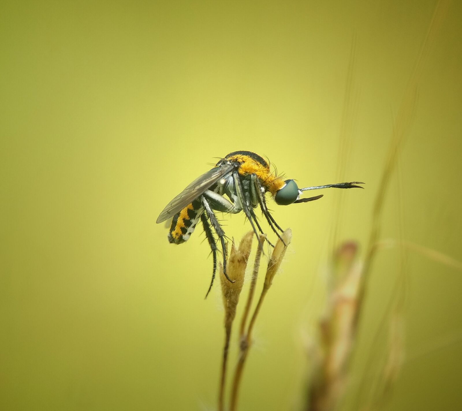 Xiaomi Redmi 4X sample photo. Toxophora, insect, macros photography