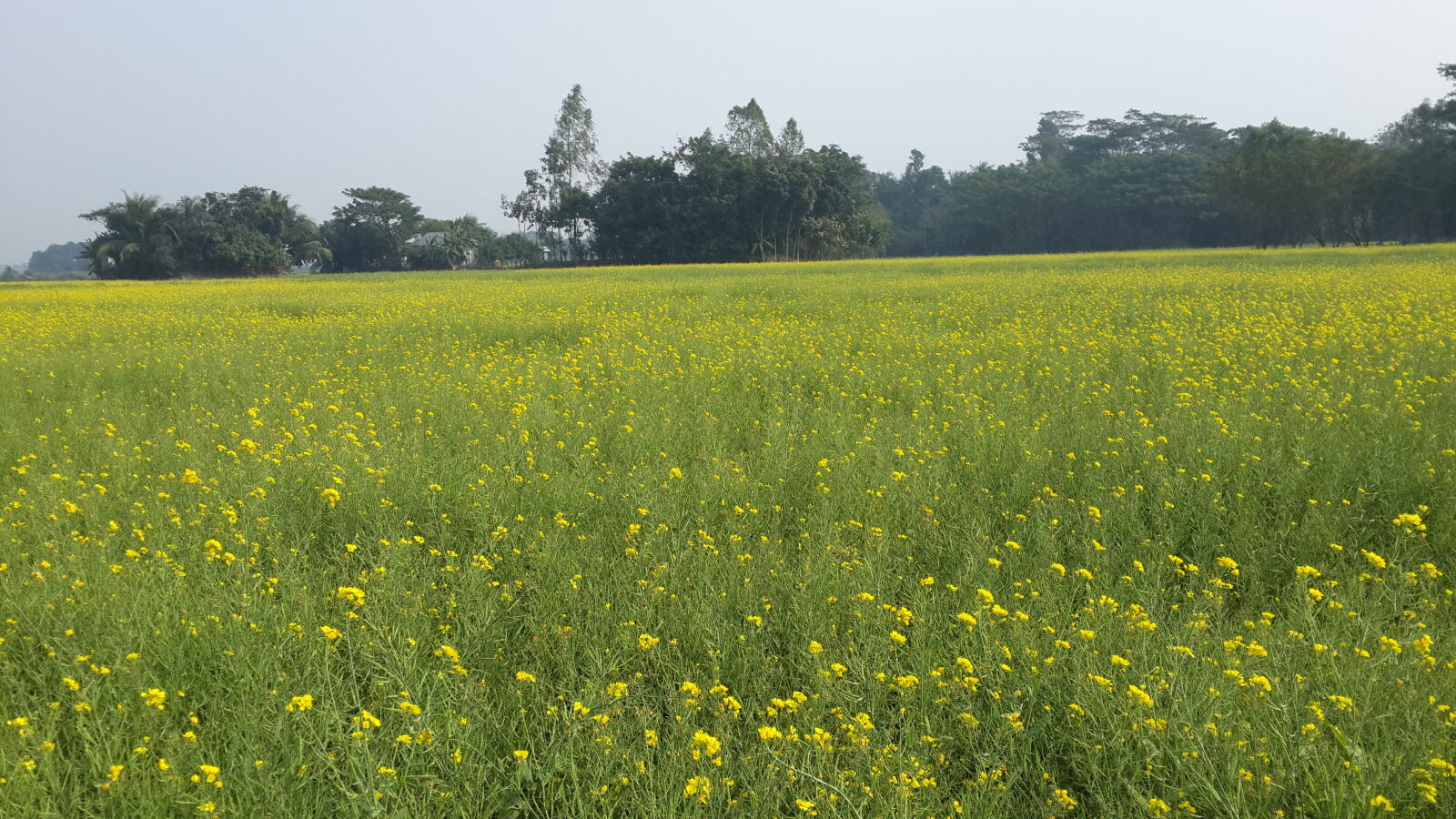 Samsung Galaxy S4 sample photo