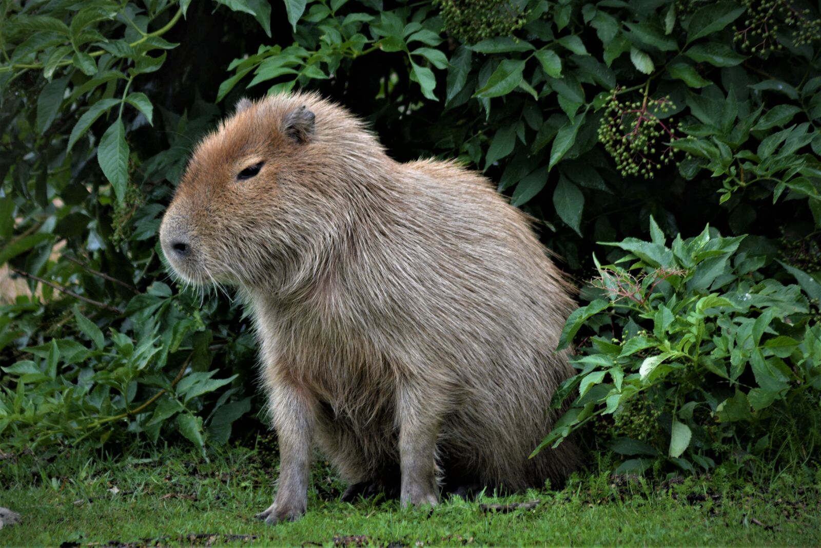 Nikon D5200 sample photo. Capybara, close up, wild photography