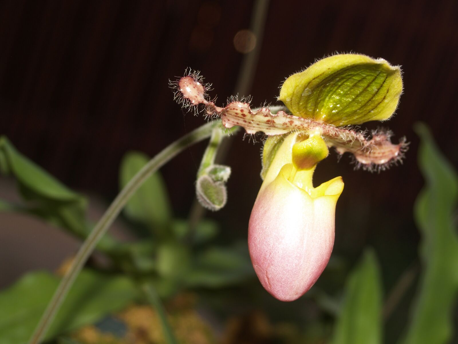 Olympus E-300 (EVOLT E-300) sample photo. Orchid, flower, bright photography