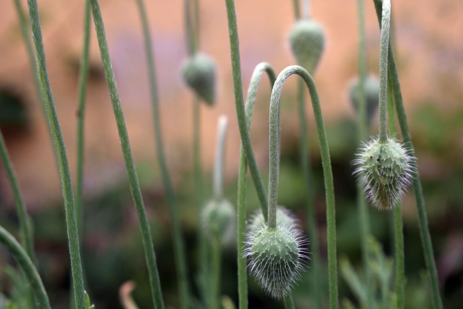 Nikon D3400 sample photo. Makówki, poppy, makowka photography