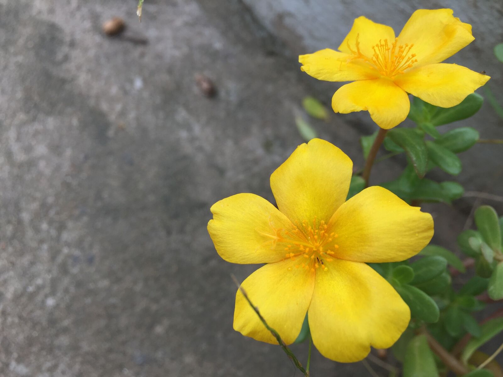 Apple iPhone 6 sample photo. Flower, ten, hours photography