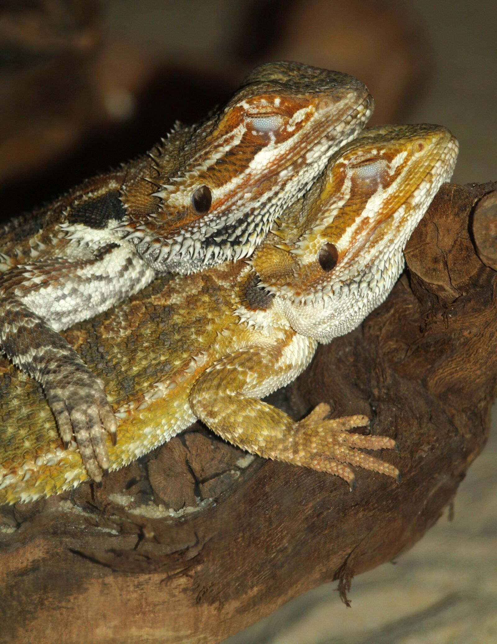 Olympus E-400 (EVOLT E-400) sample photo. Bearded dragon, reptile, pogona photography