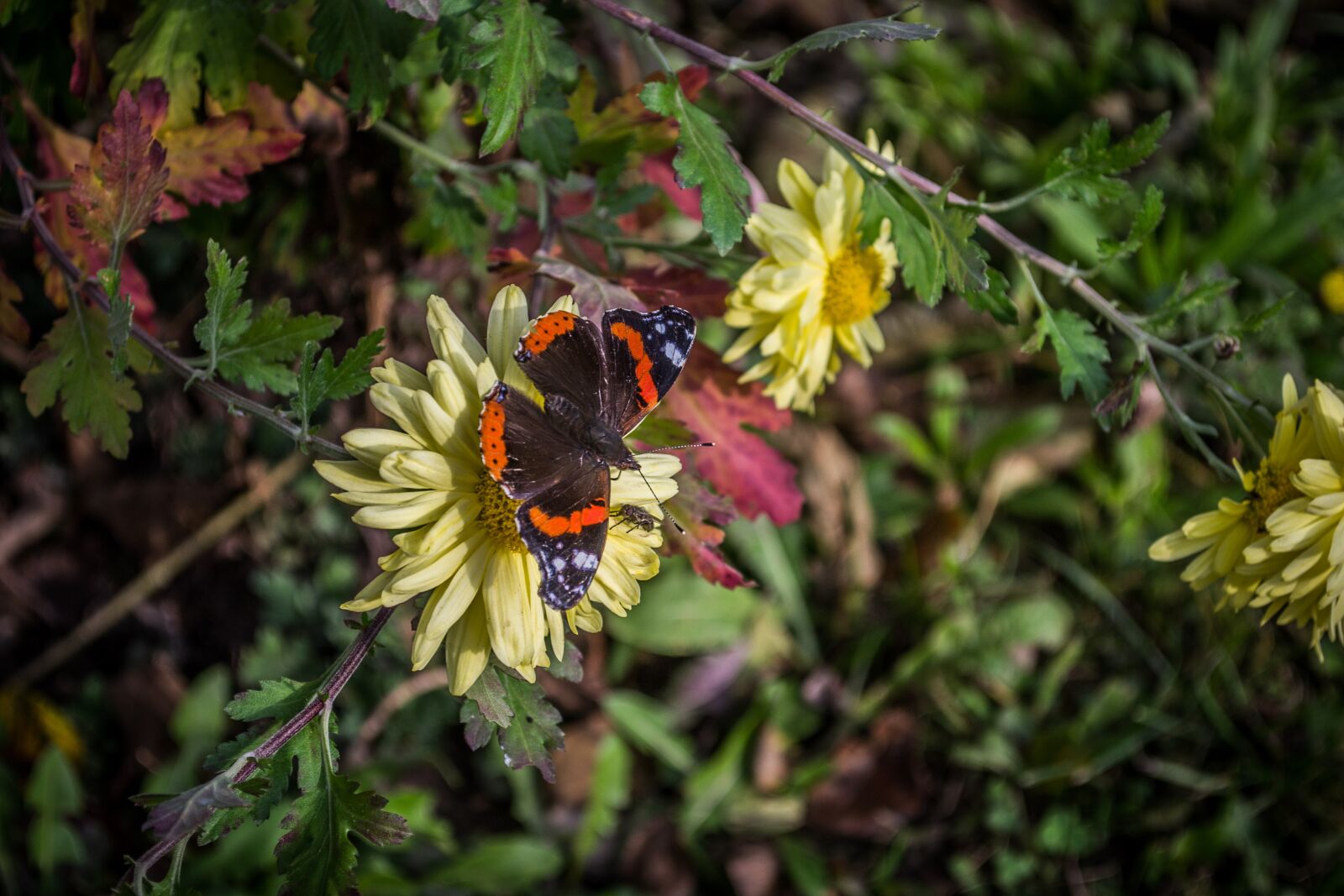 Nikon D3100 sample photo. Butterfly, flower, flora photography