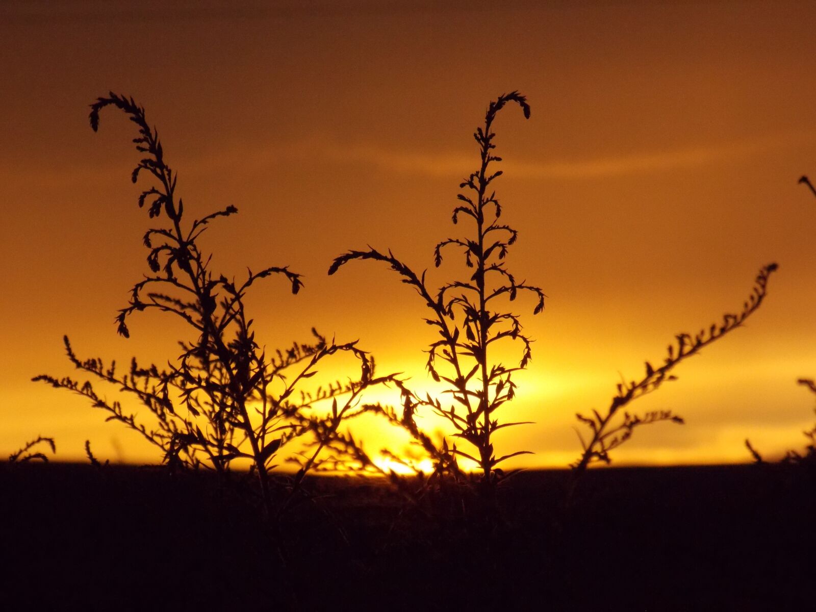 Nikon Coolpix L810 sample photo. Summer, sunset, nature photography
