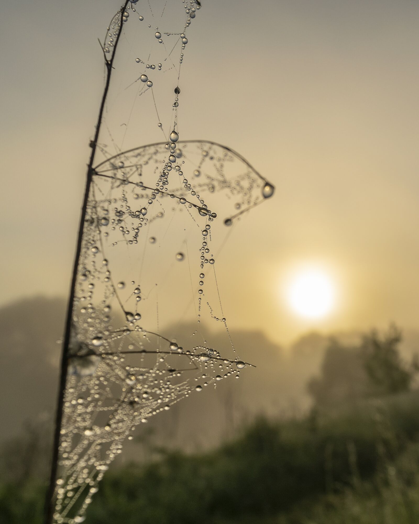 Nikon D3300 sample photo. Morning, dawn, fog photography