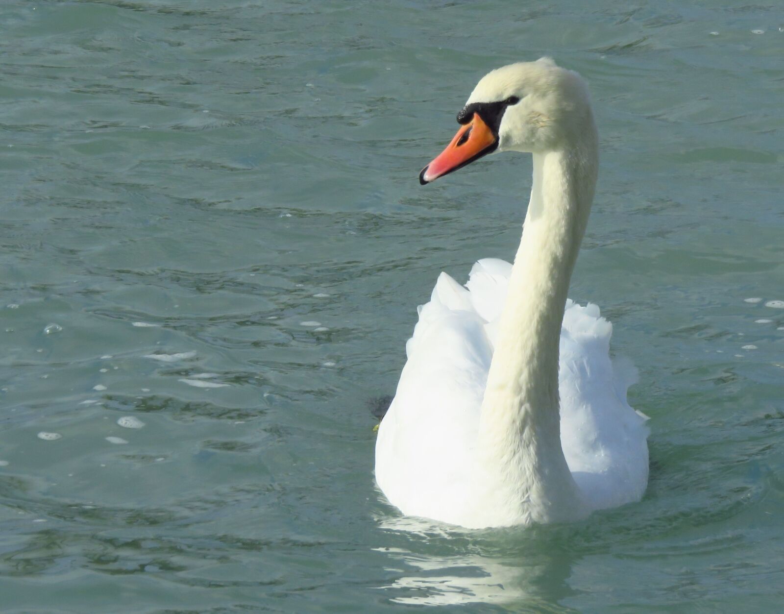 Canon PowerShot SX700 HS sample photo. Swan, lake balaton, lake photography