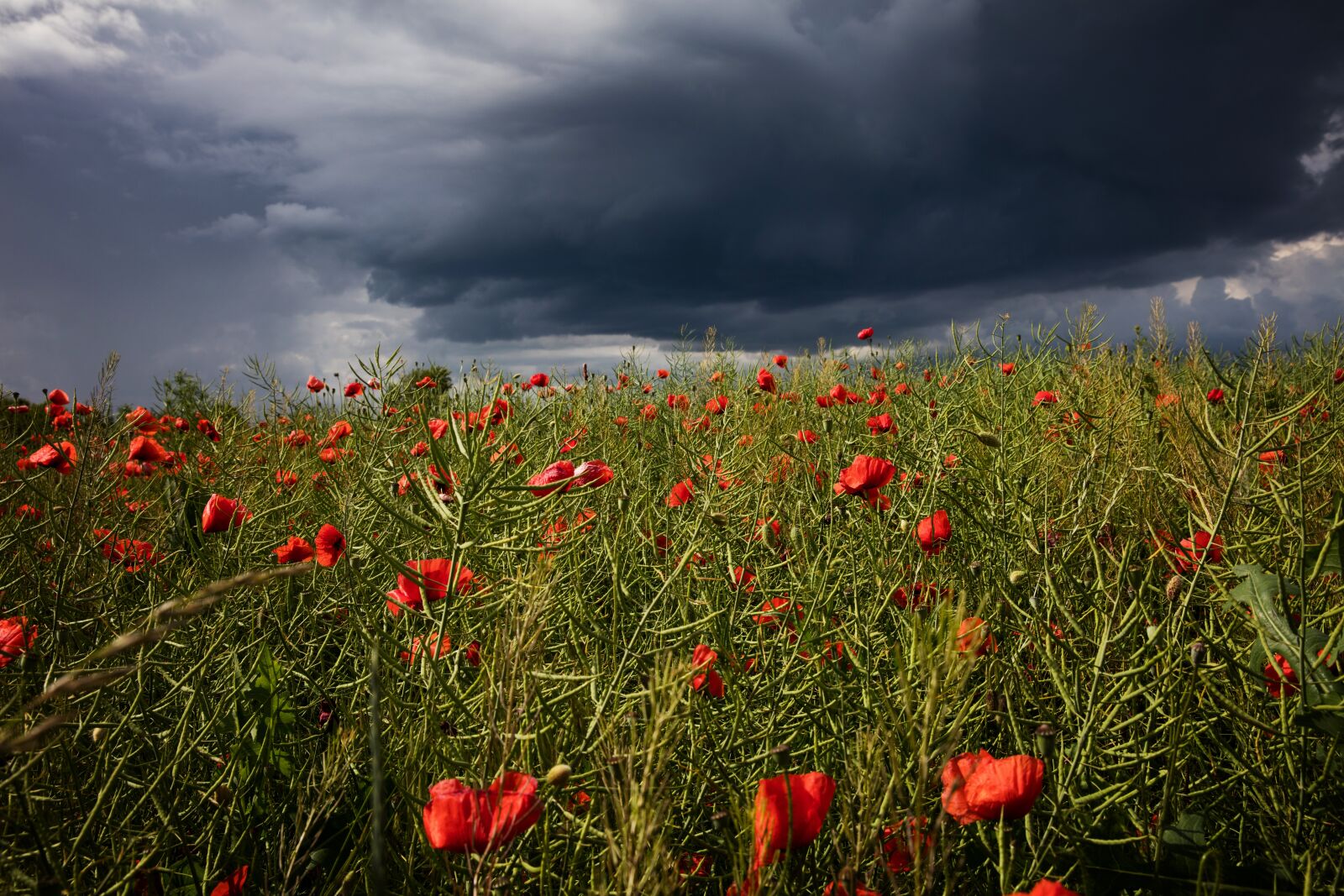 Canon EOS 5DS R sample photo. Poppy, cloud, storm photography