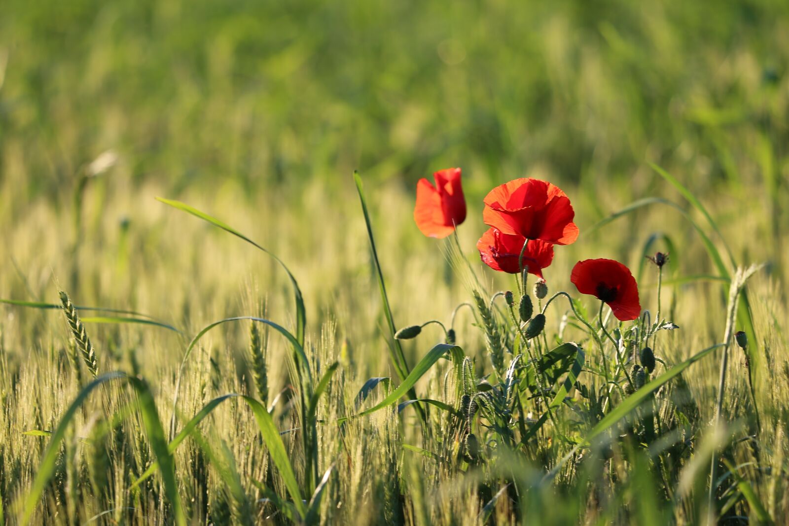 Canon EF 70-300 F4-5.6 IS II USM sample photo. Red poppy, evening, bloom photography