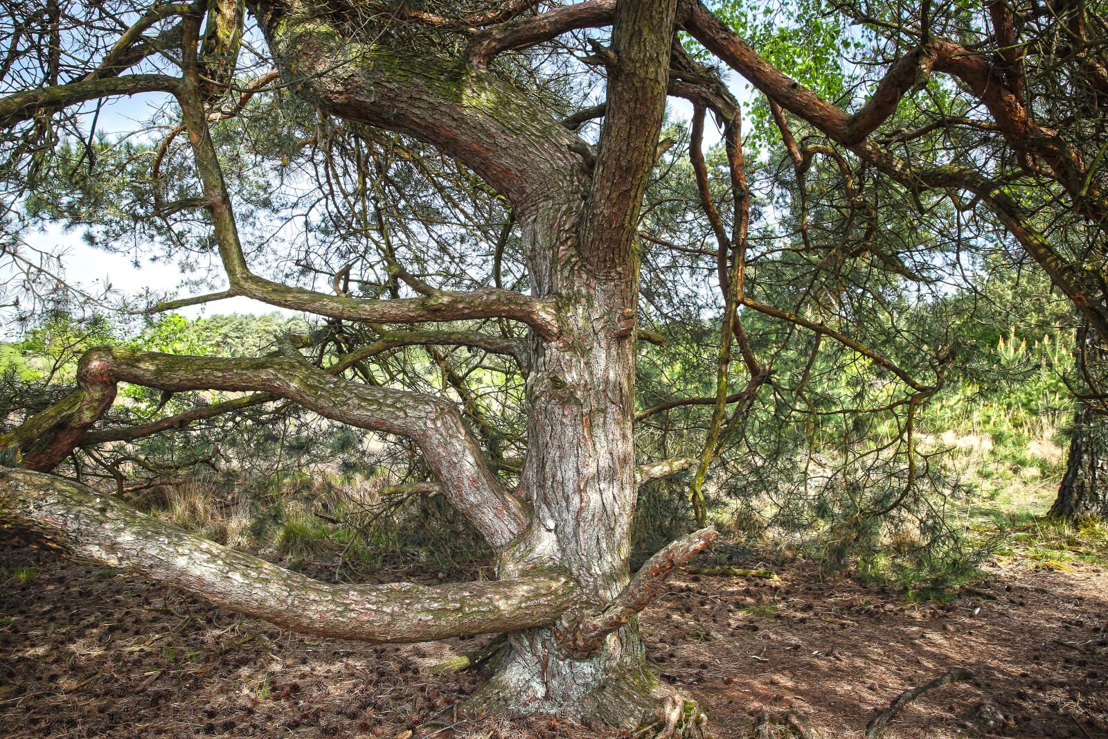 Canon EF 24-70mm F2.8L II USM sample photo. Pine, heathland, nature reserve photography