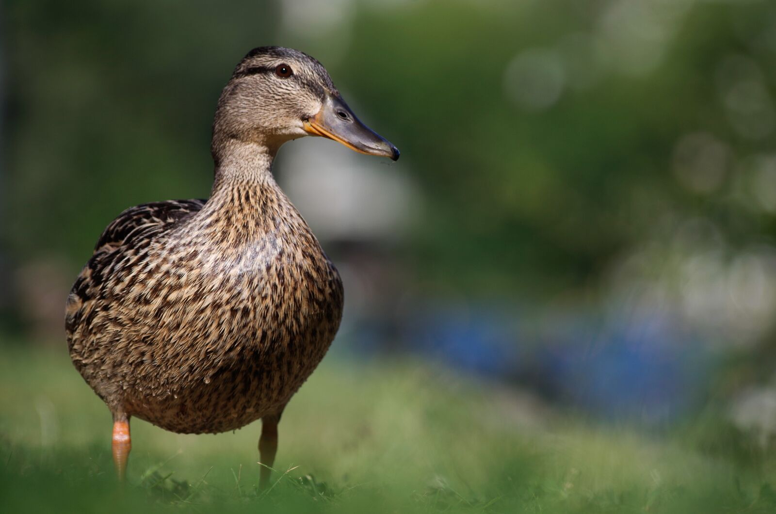 Pentax K-30 sample photo. Duck, bird, beautiful photography